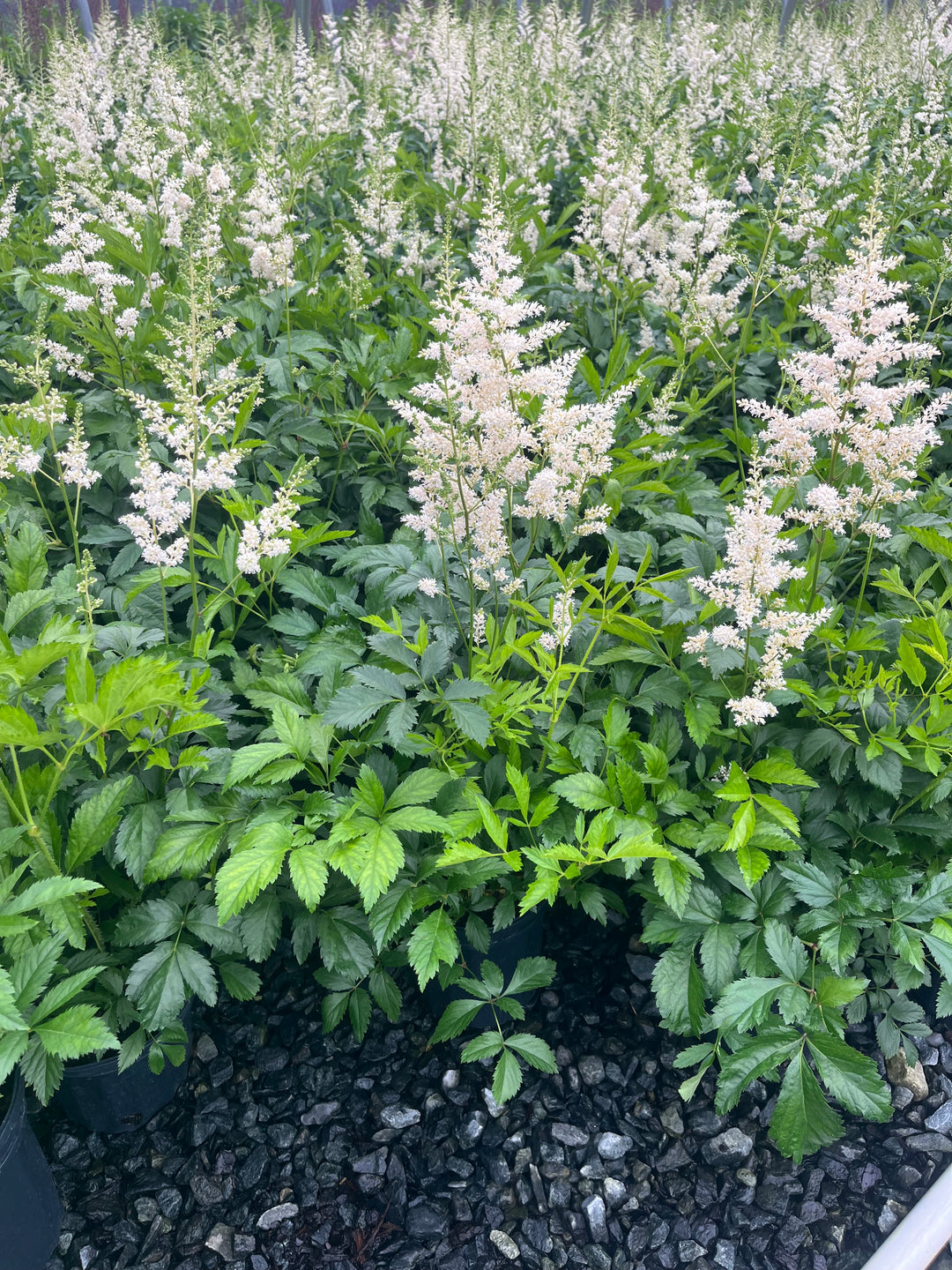 Astilbe arendsii 'Snowdrift' (False Spirea)