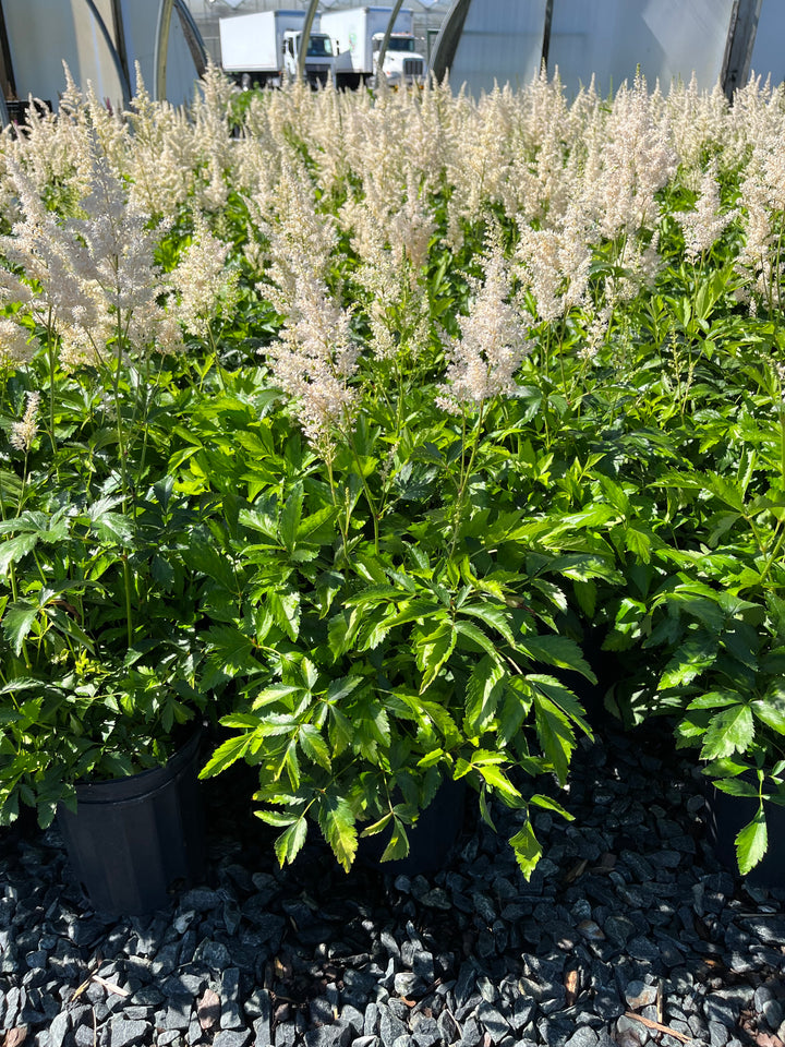 Astilbe arendsii 'Snowdrift' (False Spirea)