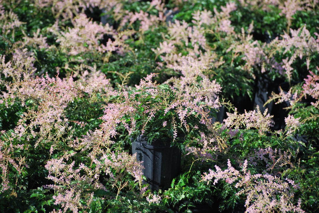 Astilbe s. 'Sprite' (False Spirea)