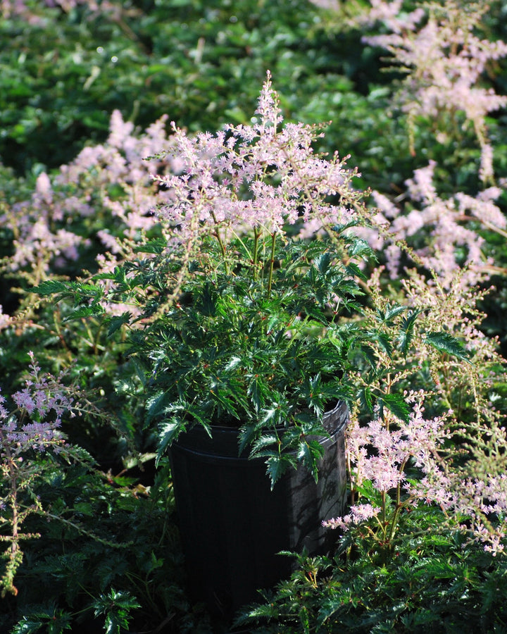 Astilbe s. 'Sprite' (False Spirea)