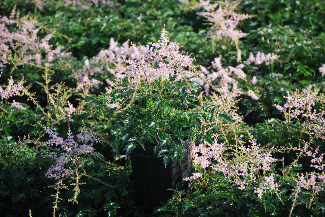 Astilbe s. 'Sprite' (False Spirea)