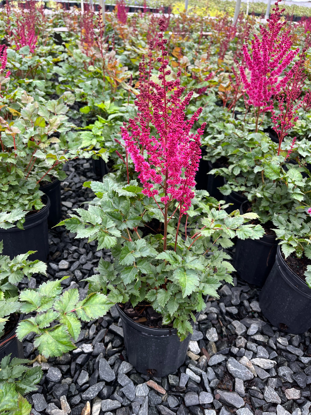 Astilbe c. ‘Vision Vulcano’ (False Spirea)