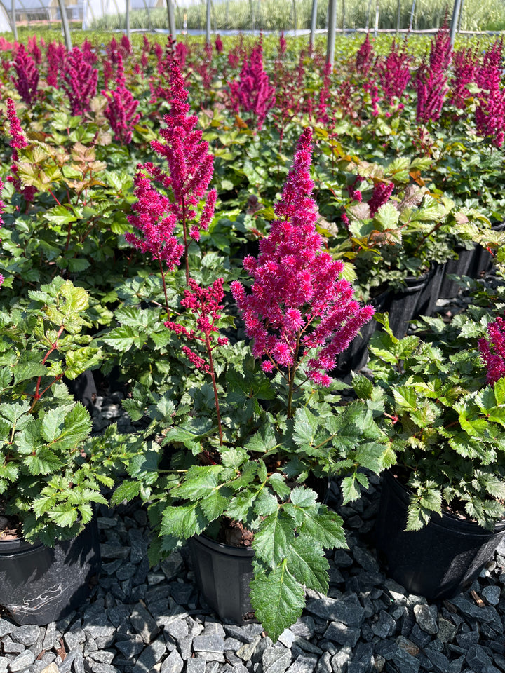 Astilbe c. ‘Vision Vulcano’ (False Spirea)