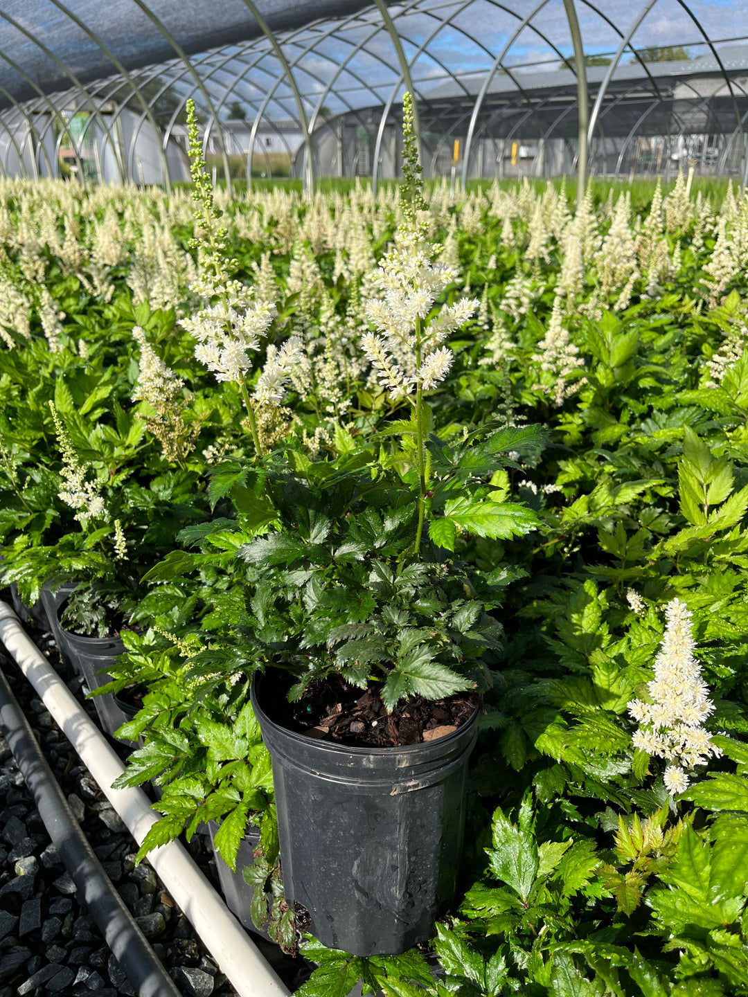 Astilbe chinensis 'Vision in White' (False Spirea)