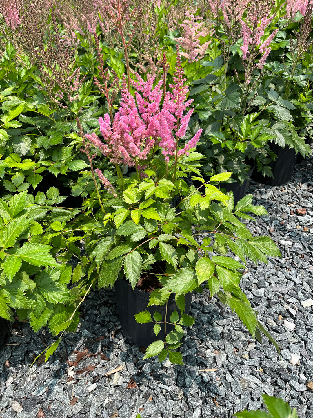 Astilbe chinensis 'Vision in Pink' (False Spirea)