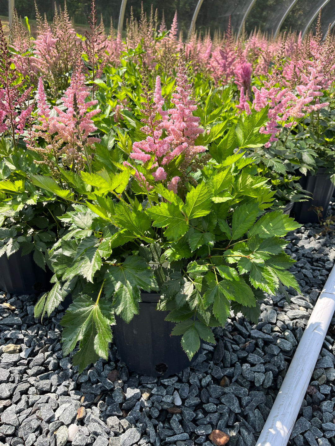 Astilbe chinensis 'Vision in Pink' (False Spirea)