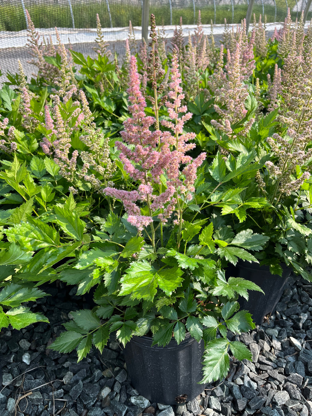 Astilbe chinensis 'Vision in Pink' (False Spirea)