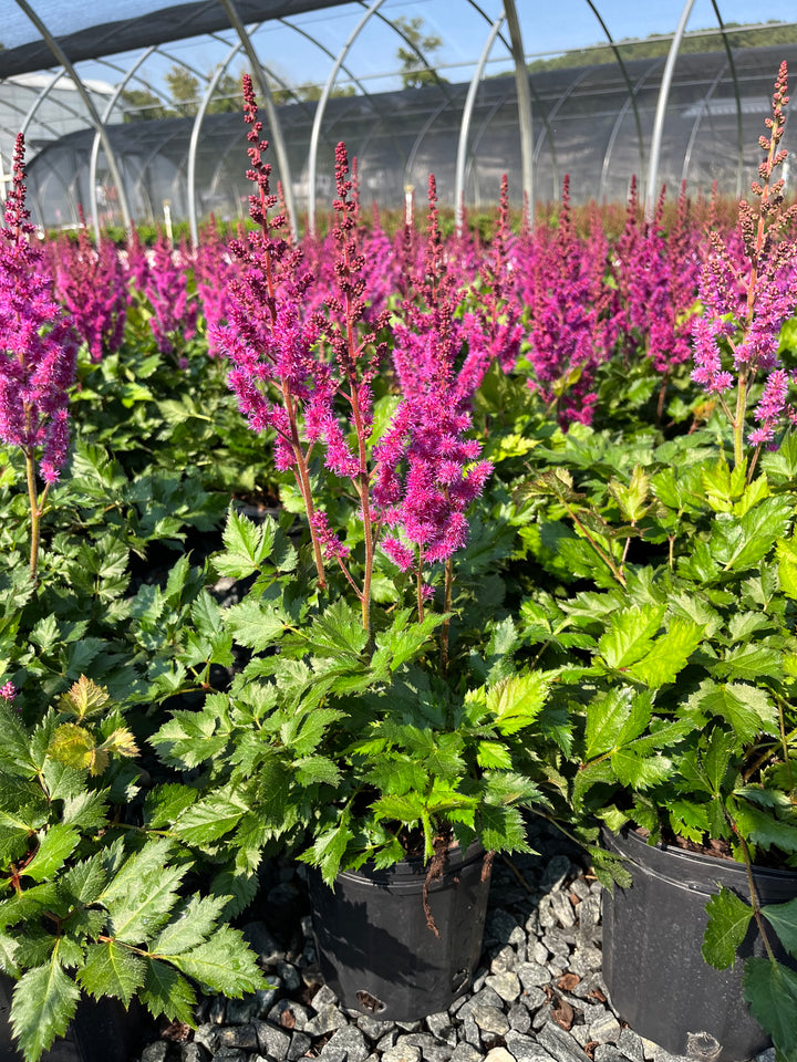 Astilbe chinensis 'Vision in Red' (False Spirea)