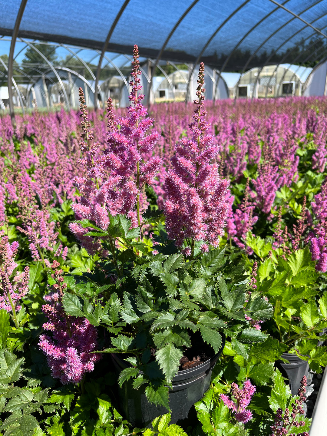 Astilbe chinensis 'Visions' (False Spirea)