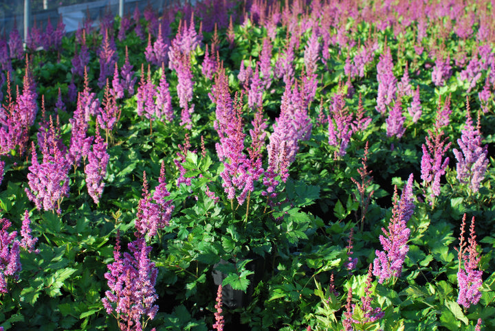 Astilbe chinensis 'Visions' (False Spirea)