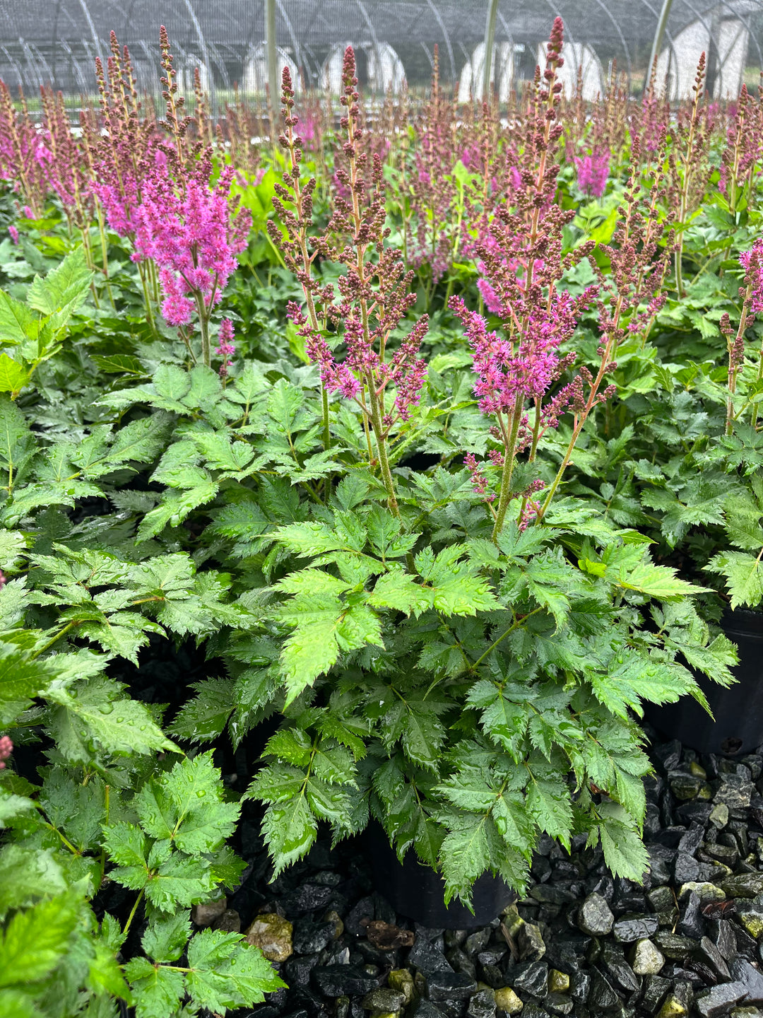 Astilbe chinensis 'Visions' (False Spirea)