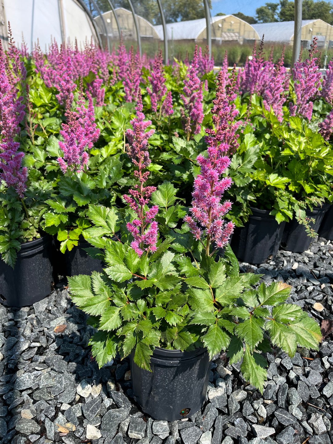 Astilbe chinensis 'Visions' (False Spirea)