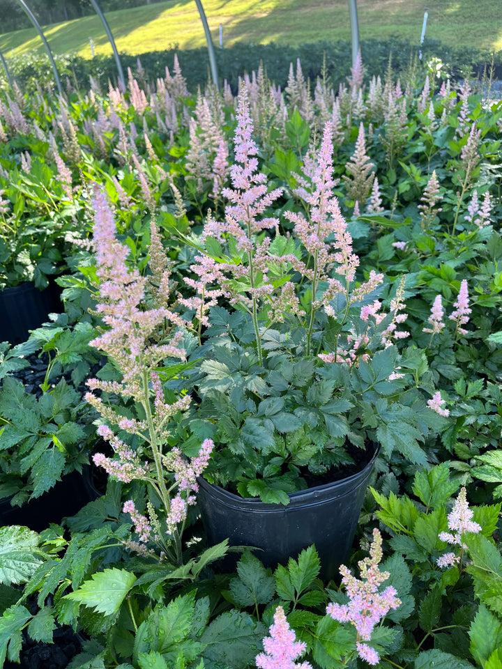 Astilbe chinensis 'Vision in Pink' (False Spirea)