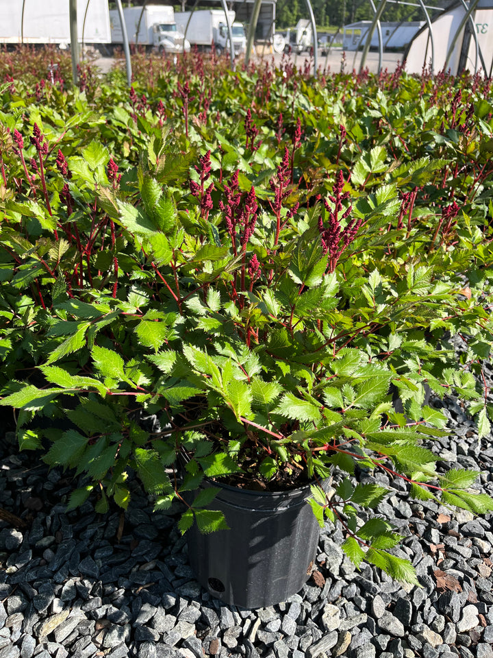 Astilbe chinensis 'Vision in Red' (False Spirea)