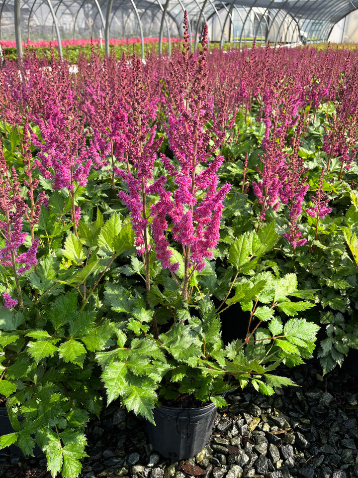 Astilbe chinensis 'Vision in Red' (False Spirea)