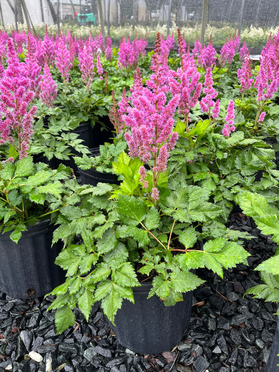 Astilbe chinensis 'Vision in Red' (False Spirea)