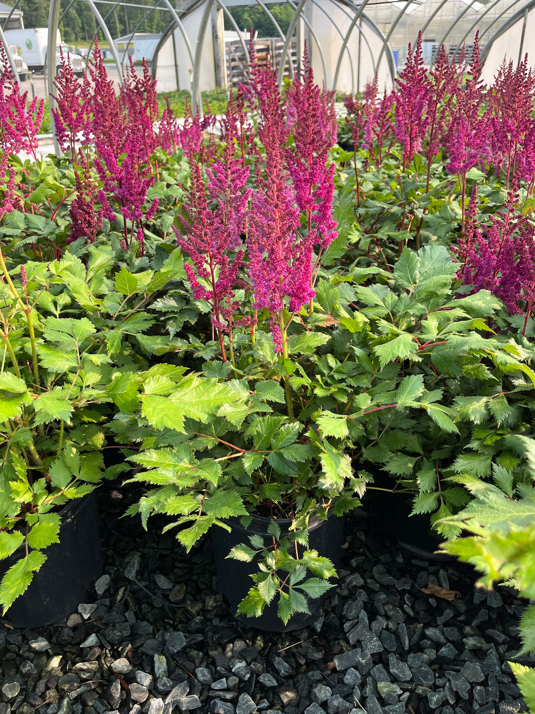 Astilbe chinensis 'Vision in Red' (False Spirea)