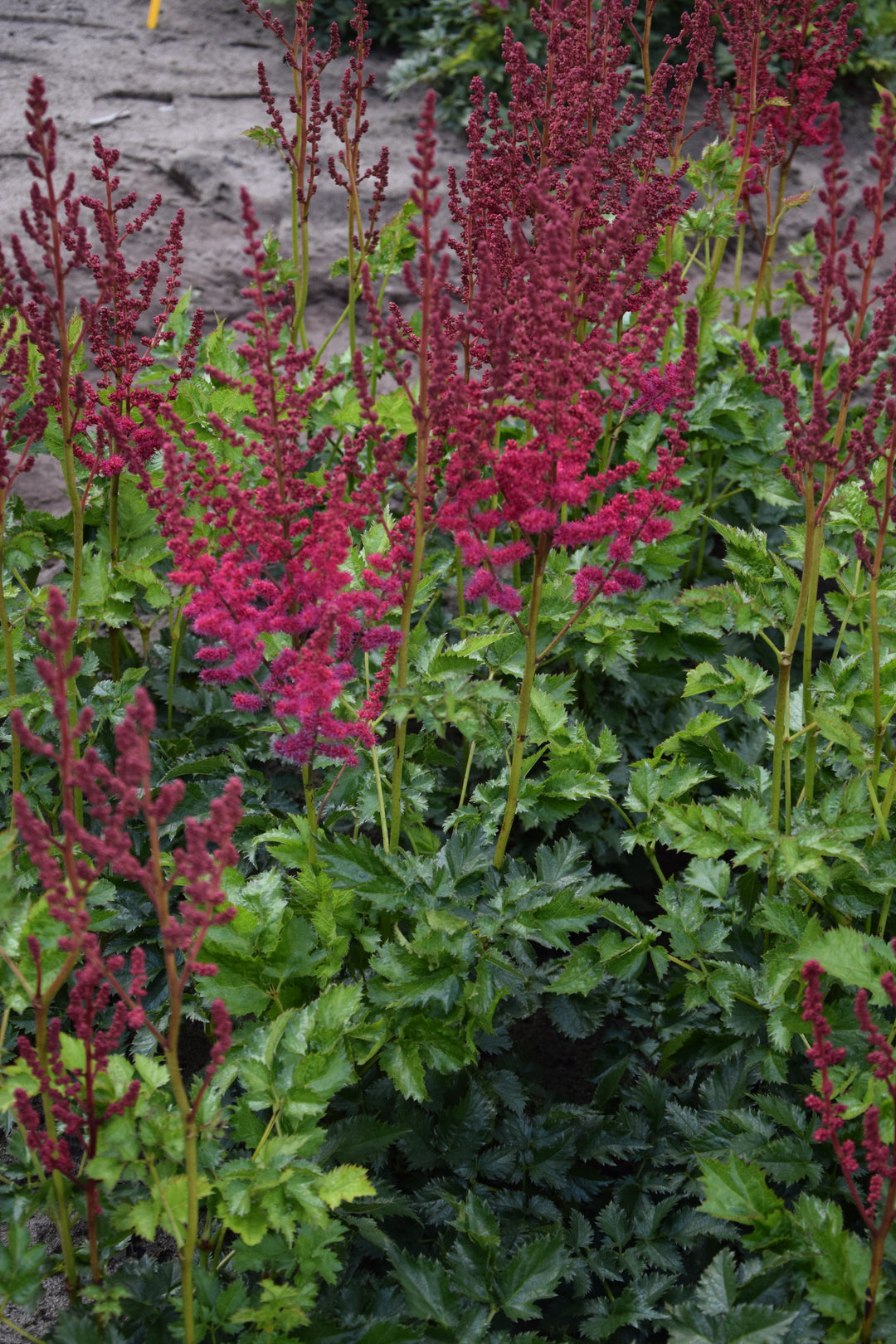 Astilbe c. ‘Cardinal’ (False Spirea)