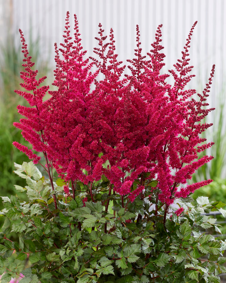 Astilbe c. ‘Vision Vulcano’ (False Spirea)