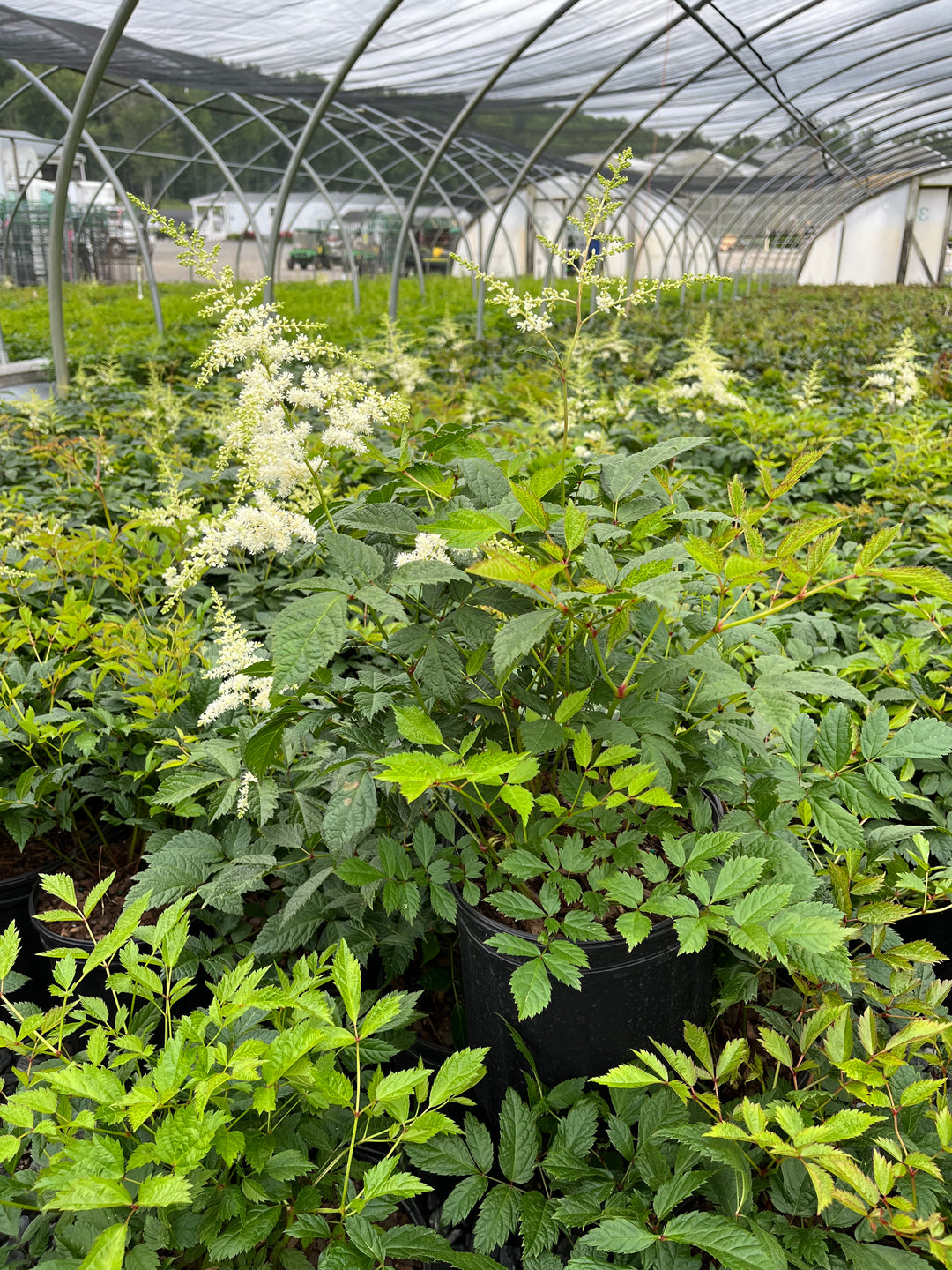 Astilbe japonica 'Deutschland' (False Spirea)