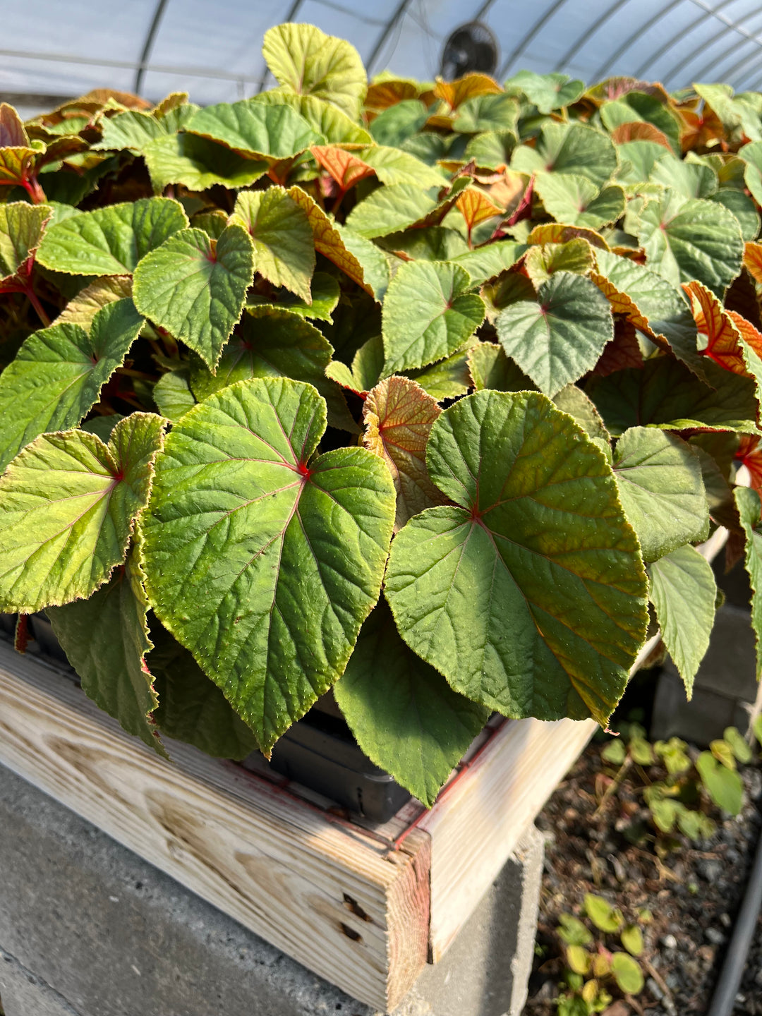 Begonia grandis (Hardy Begonia)