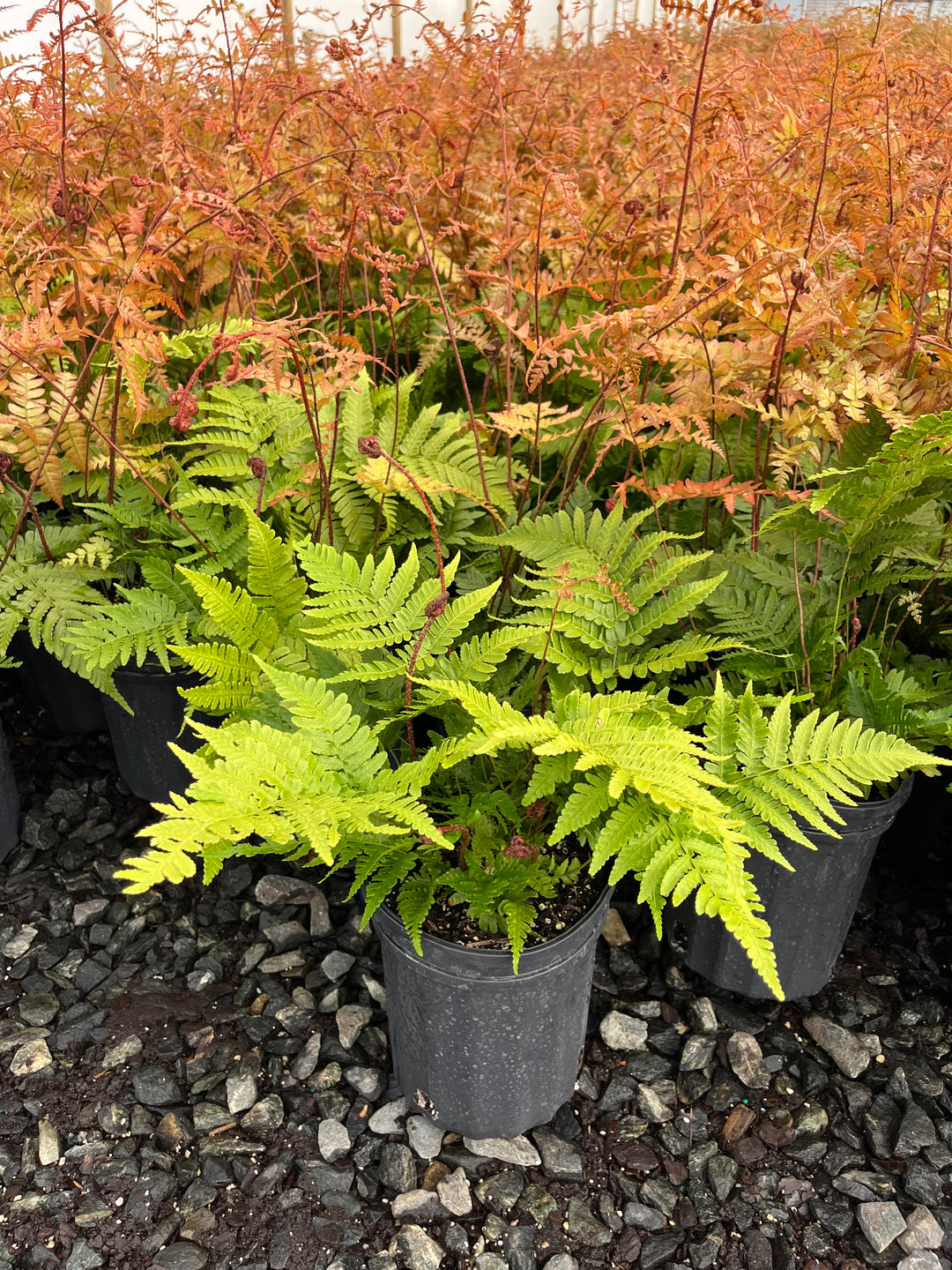 Dryopteris erythrosora 'Brilliance' (Brilliance Autumn Fern)