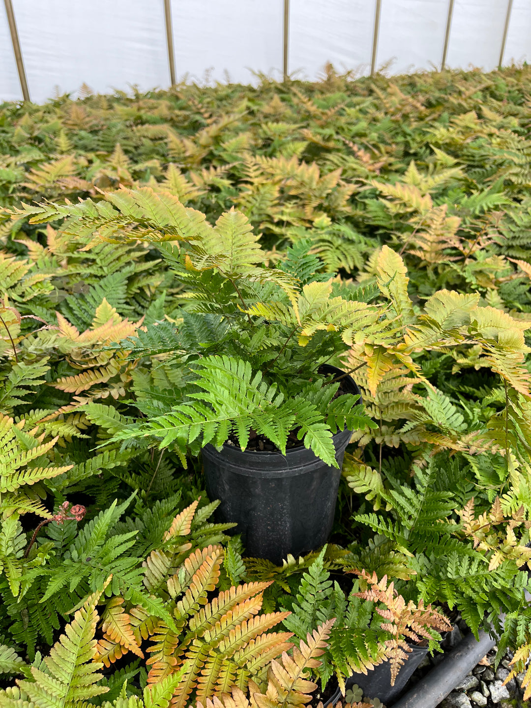 Dryopteris erythrosora 'Brilliance' (Brilliance Autumn Fern)