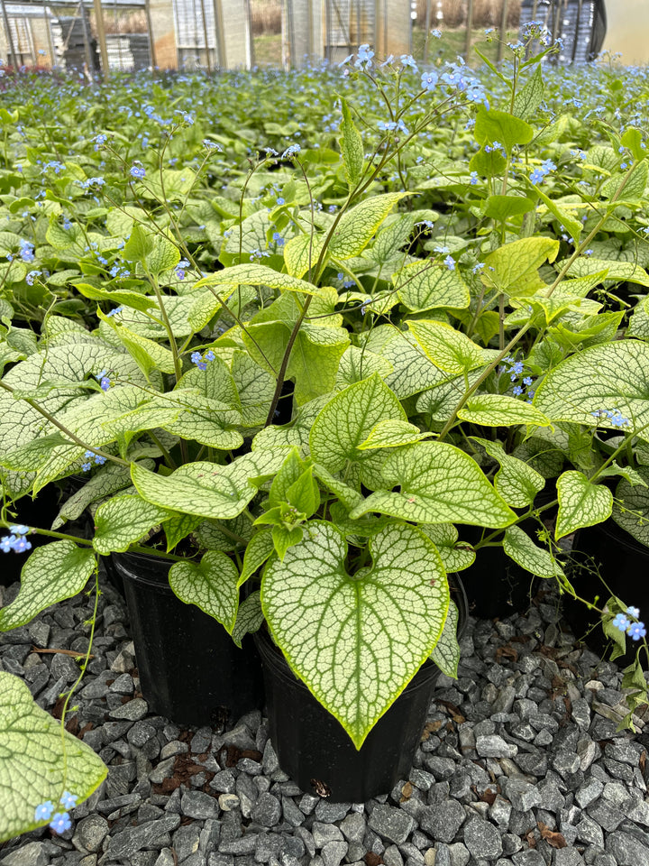 Brunnera macrophylla 'Alexander's Great' (False Forget-me-not, Siberian bugloss)