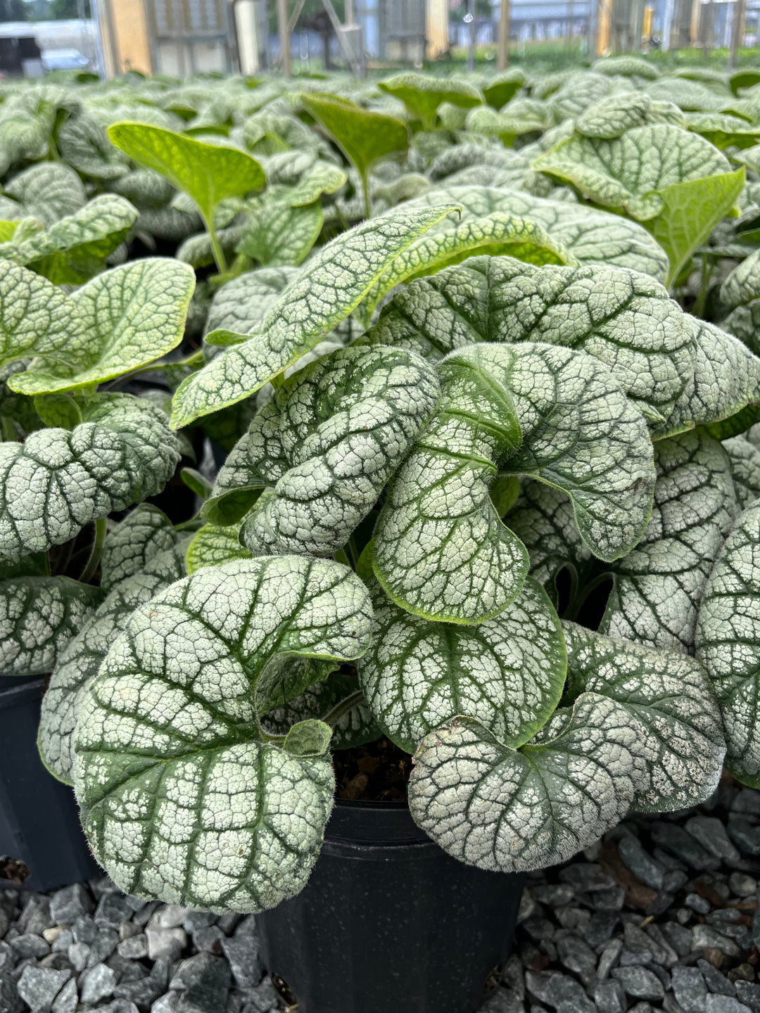 Brunnera macrophylla 'Sea Heart' (False Forget-me-not/Siberian Bugloss )