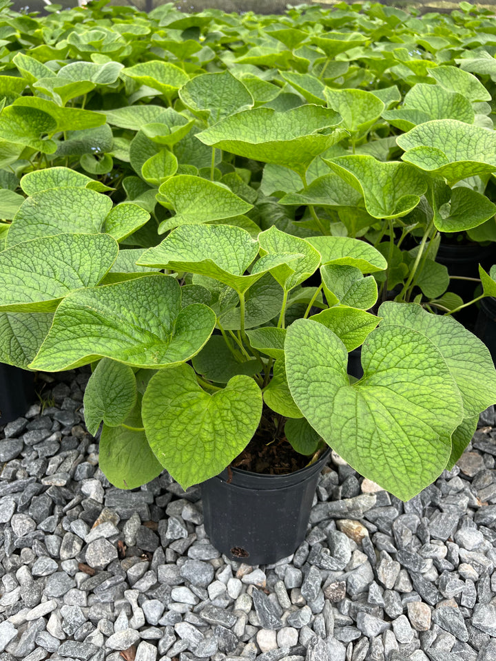 Brunnera macrophylla (False Forget-me-not/Siberian Bugloss)