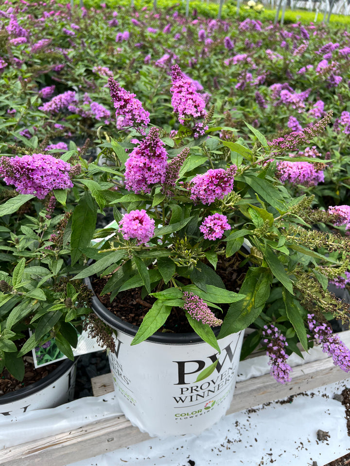 Buddleia Pugster Periwinkle® (Butterfly Bush)