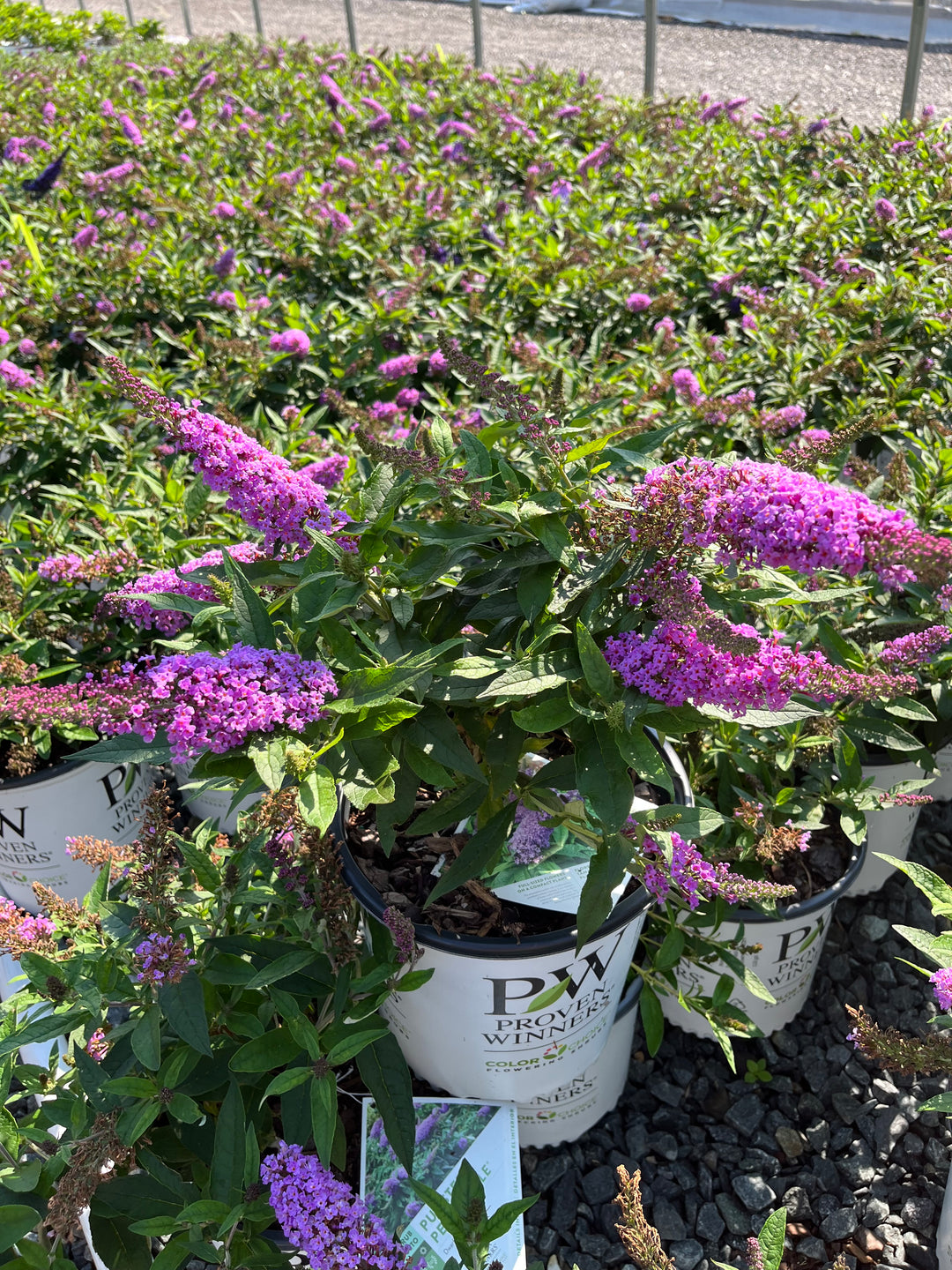 Buddleia Pugster Periwinkle® (Butterfly Bush)