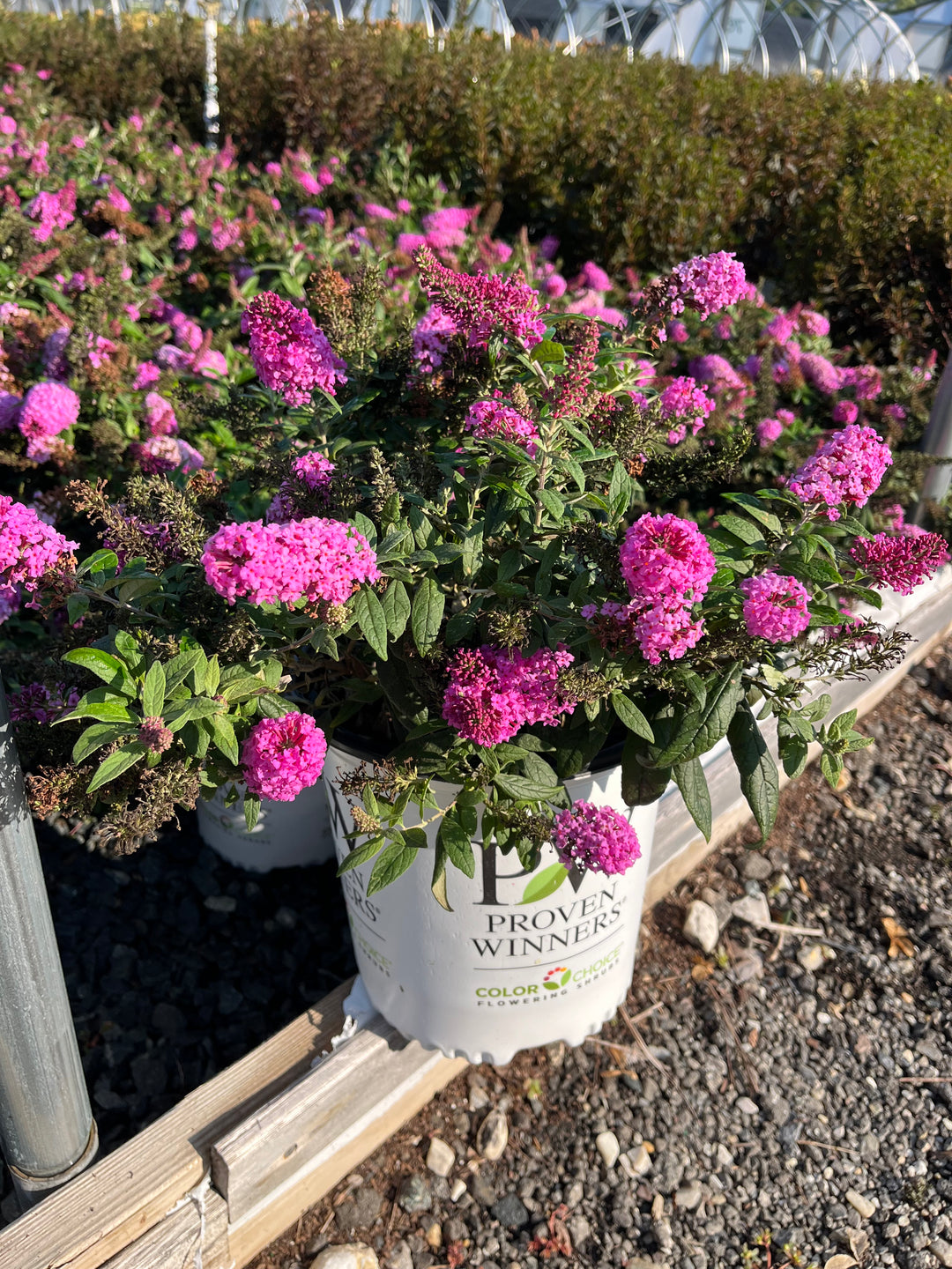 Buddleia Pugster Pinker® (Butterfly Bush)