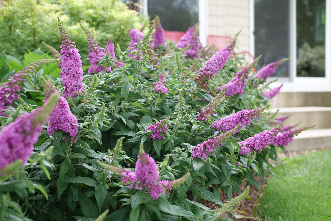 Buddleia Pugster Pinker® (Butterfly Bush)