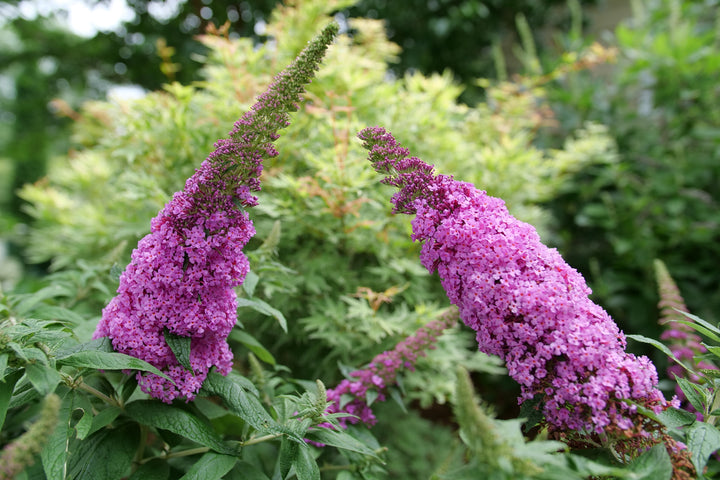 Buddleia Pugster Pinker® (Butterfly Bush)