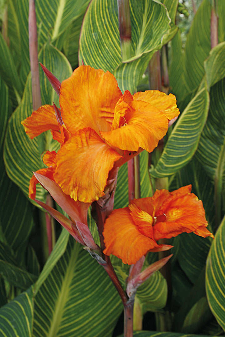 Canna 'Pretoria' (Dwarf Canna Lily)