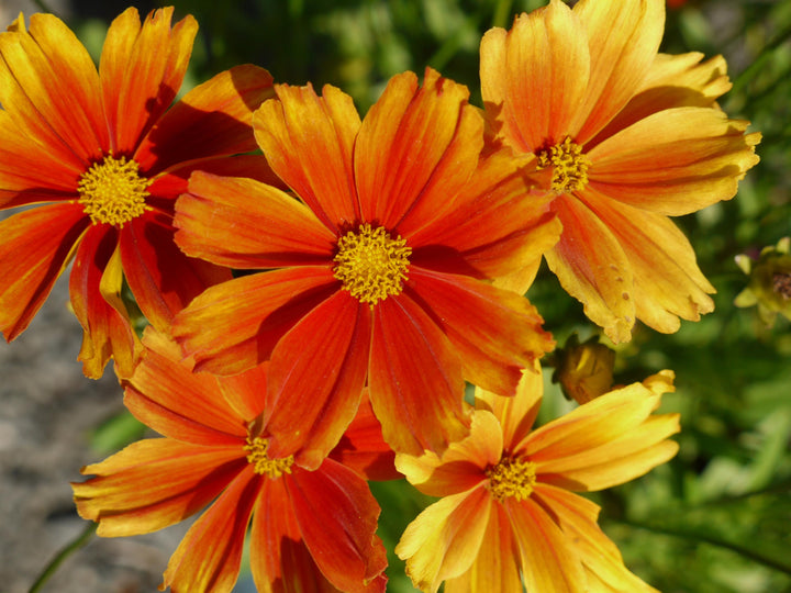 Coreopsis x Li'l Bang™ ‘Darling Clementine’ (Tickseed)