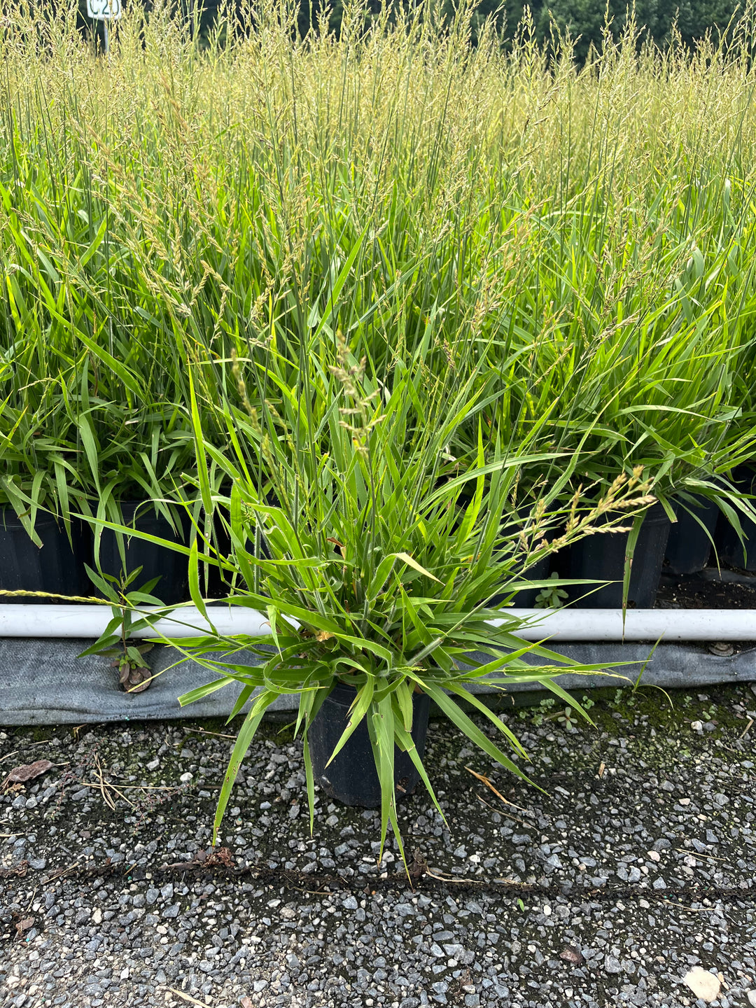 Calamagrostis x ‘Cheju-Do’ (Dwarf Feather Reed Grass)