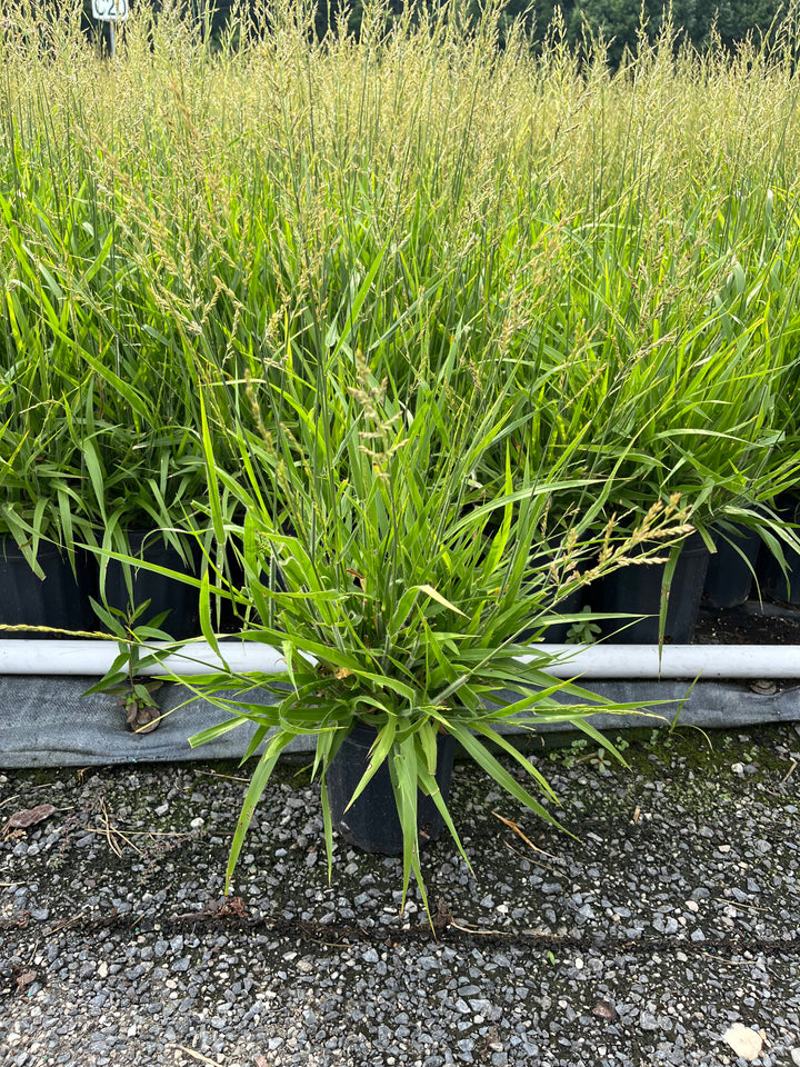 Calamagrostis x ‘Cheju-Do’ (Dwarf Feather Reed Grass)