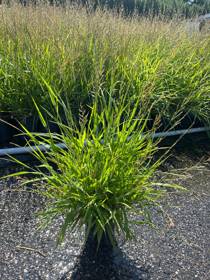 Calamagrostis x ‘Cheju-Do’ (Dwarf Feather Reed Grass)