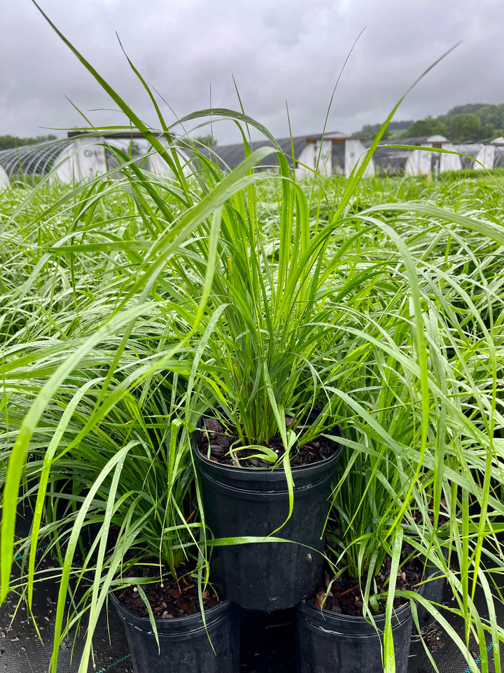 Calamagrostis x acutiflora 'Karl Foerster' (Feather Reed Grass)