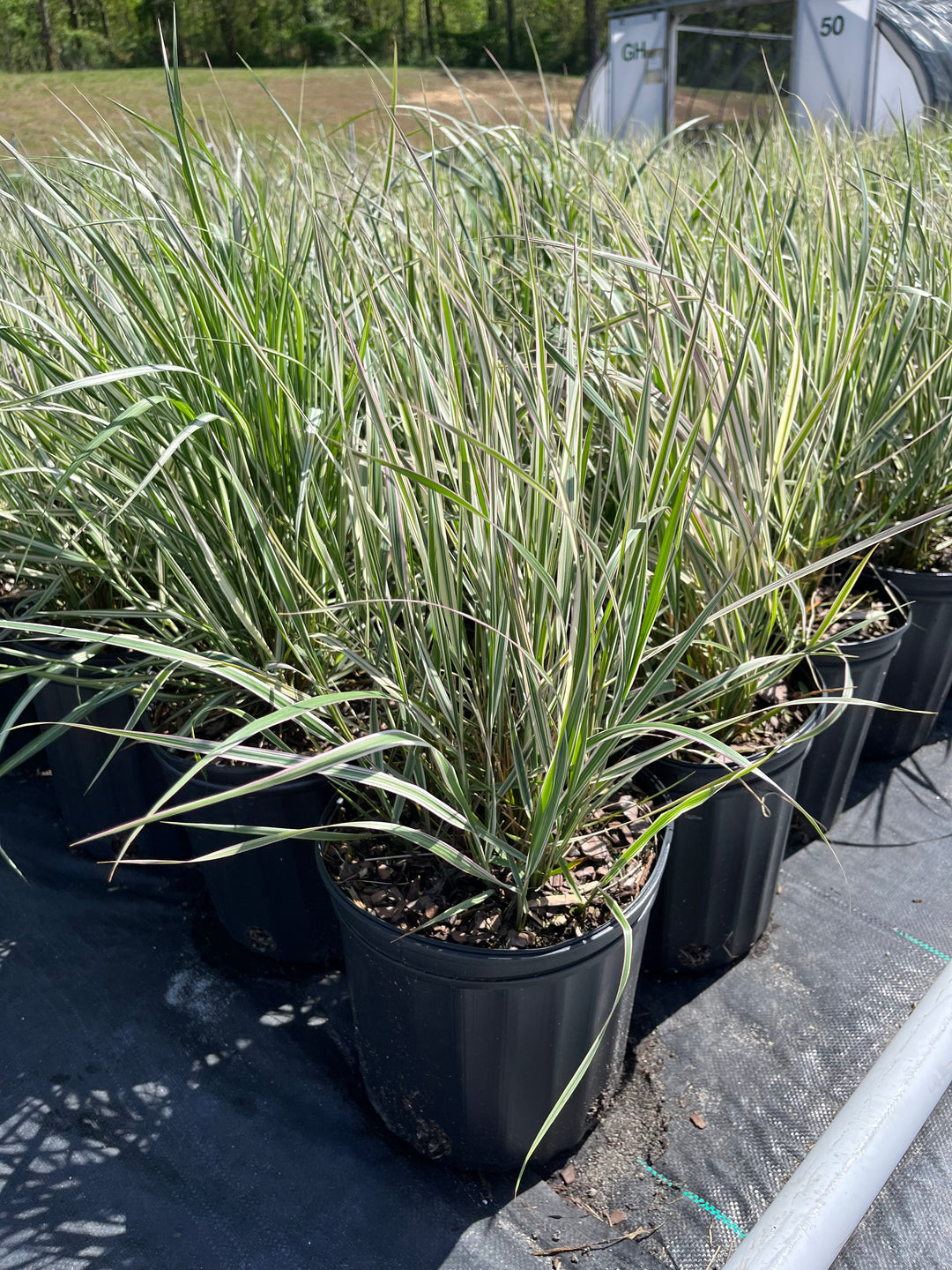 Calamagrostis x acutiflora 'Overdam' (Feather Reed Grass)