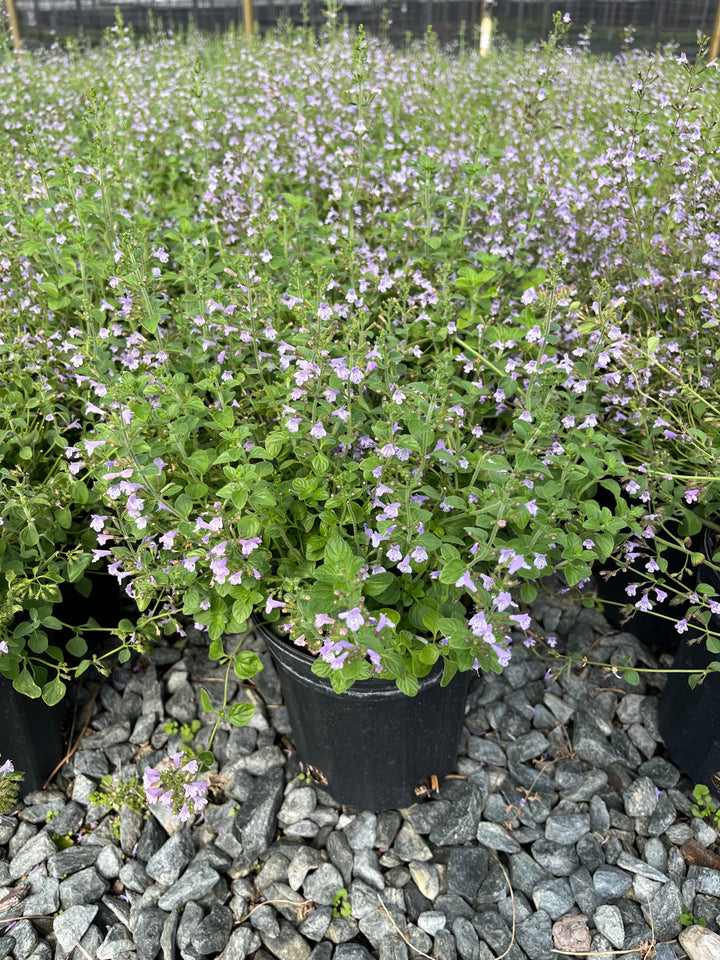 Calamintha nepeta 'Blue Cloud' (Calamint)