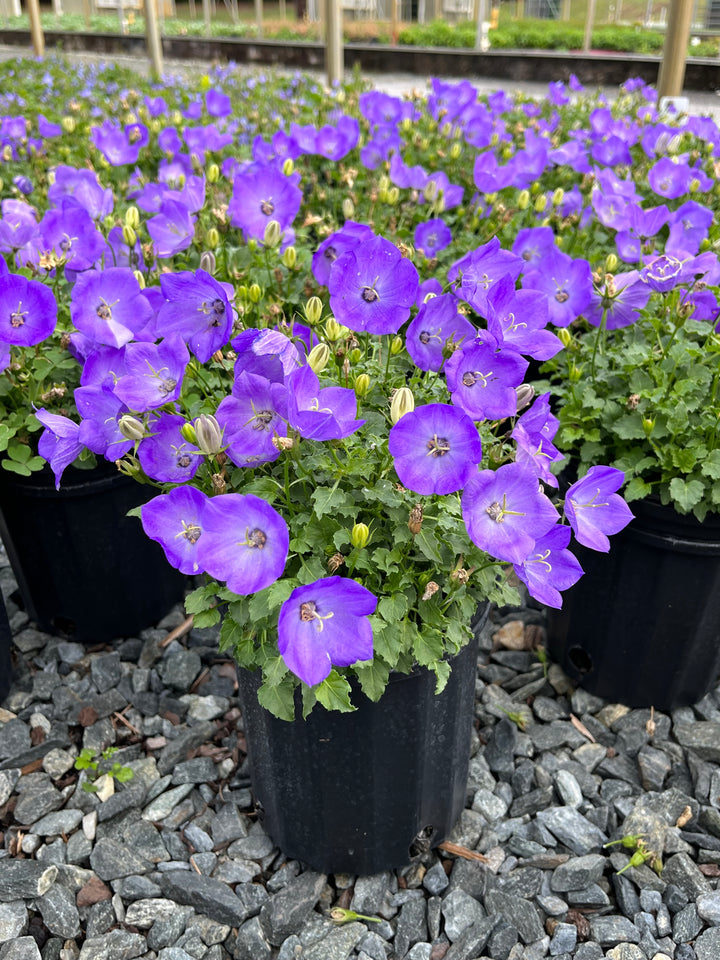 Campanula carpatica ‘Rapido Blue’ (Carpathian Bellflower)