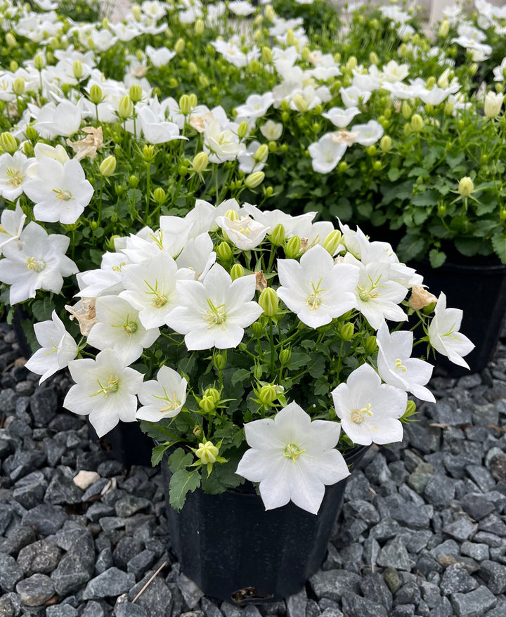 Campanula carpatica 'Rapido White' (Carpathian Bellflower)