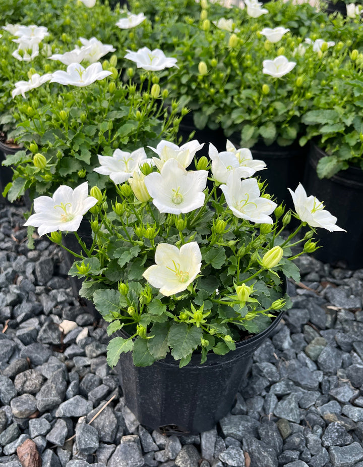 Campanula carpatica 'Rapido White' (Carpathian Bellflower)