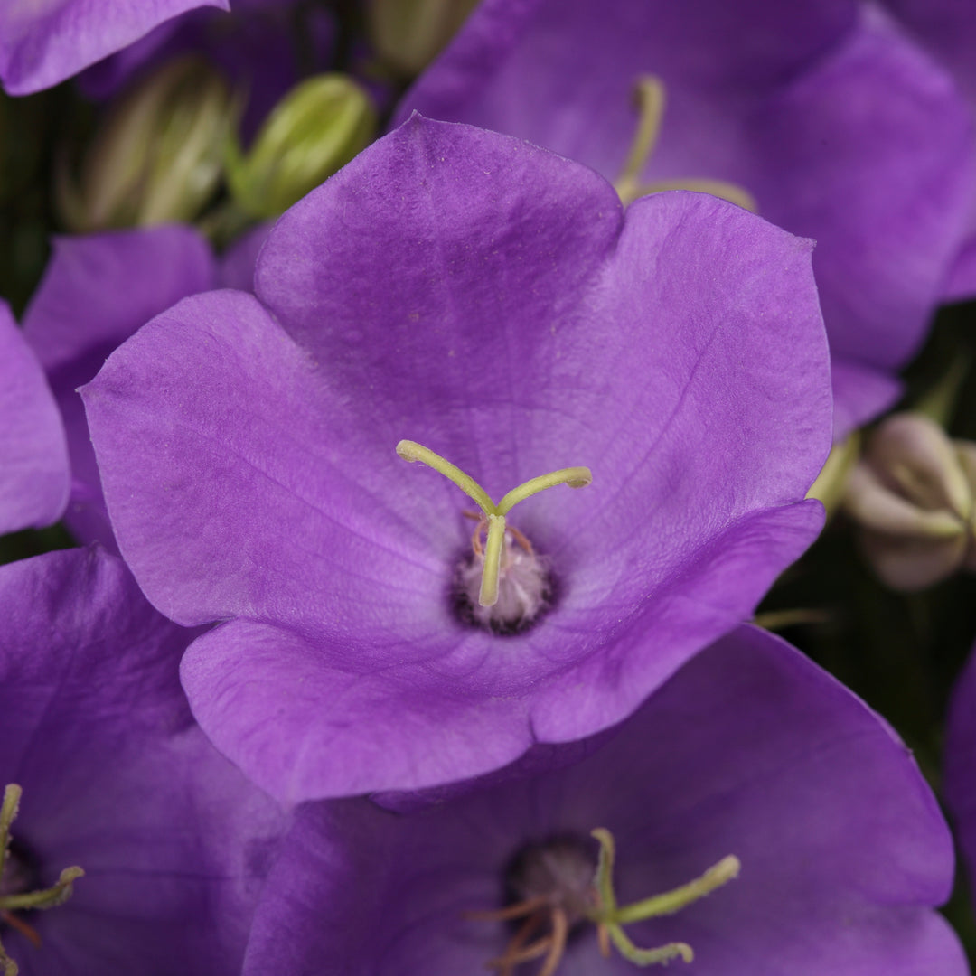 Campanula carpatica ‘Rapido Blue’ (Carpathian Bellflower)