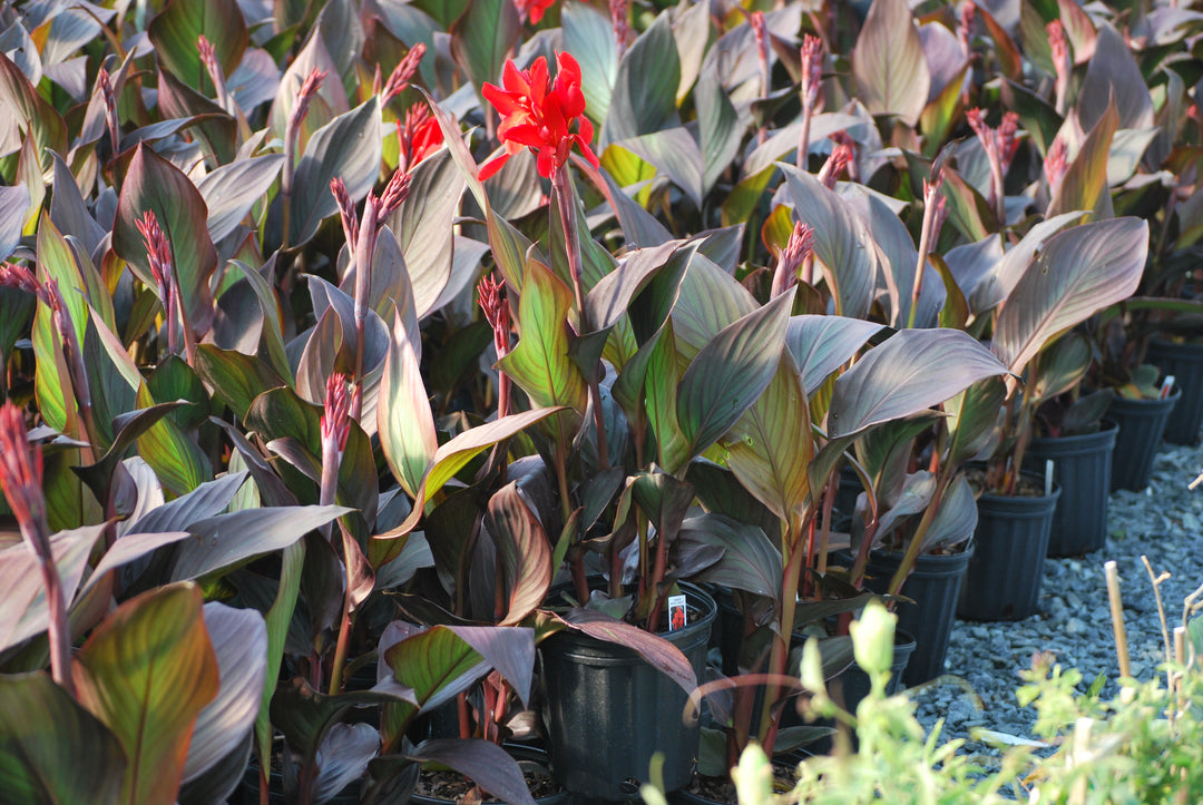 Canna Cannova® Bronze Scarlet (Canna Lily)