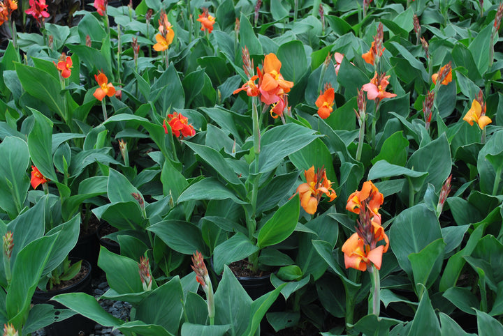 Canna Cannova® Orange (Canna Lily)