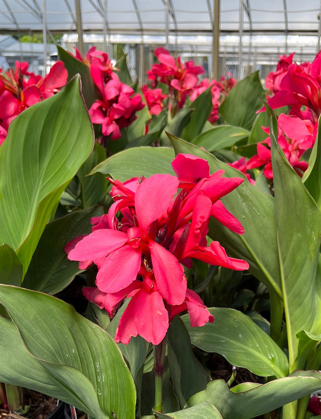 Canna Cannova® Rose (Canna Lily)